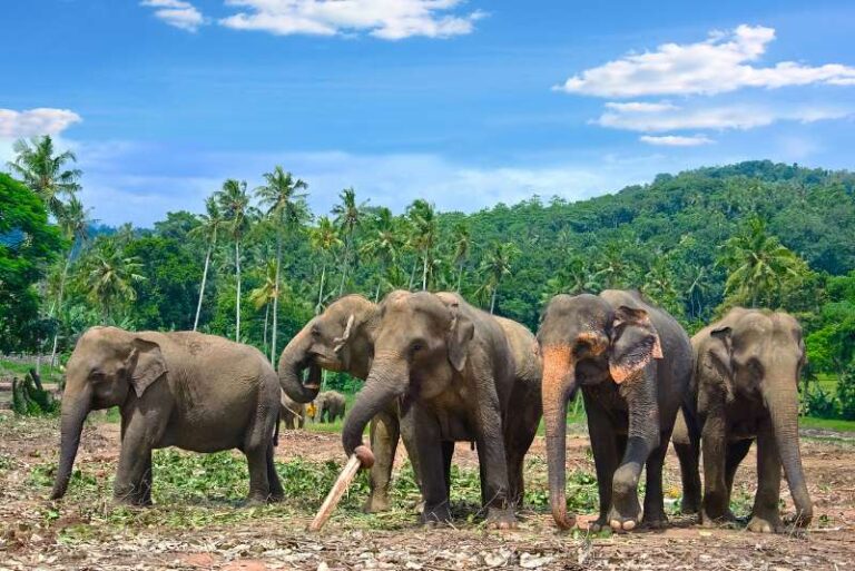 Plan a trip to Sri Lanka