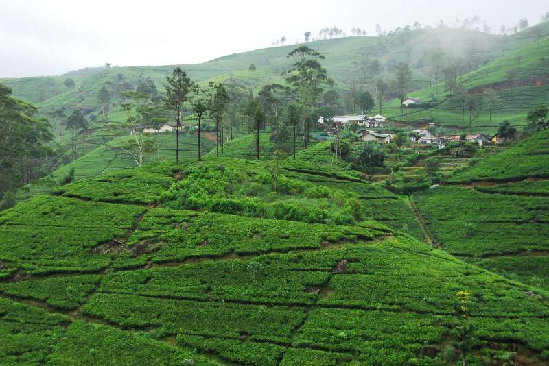 Nuwara Eliya